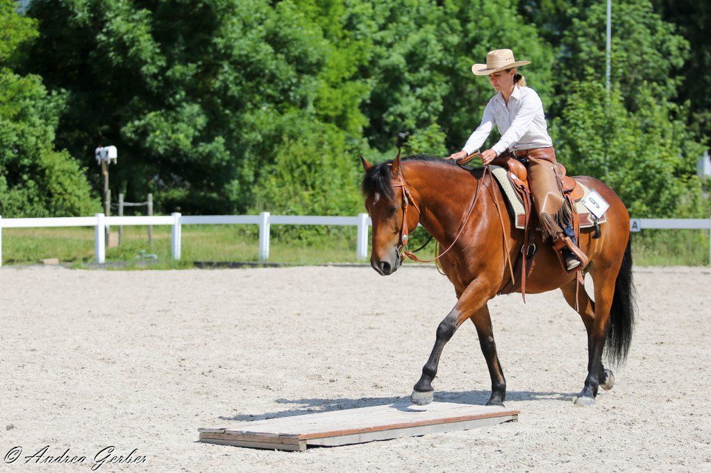 Swiss Ranch Horse Association - SRHA