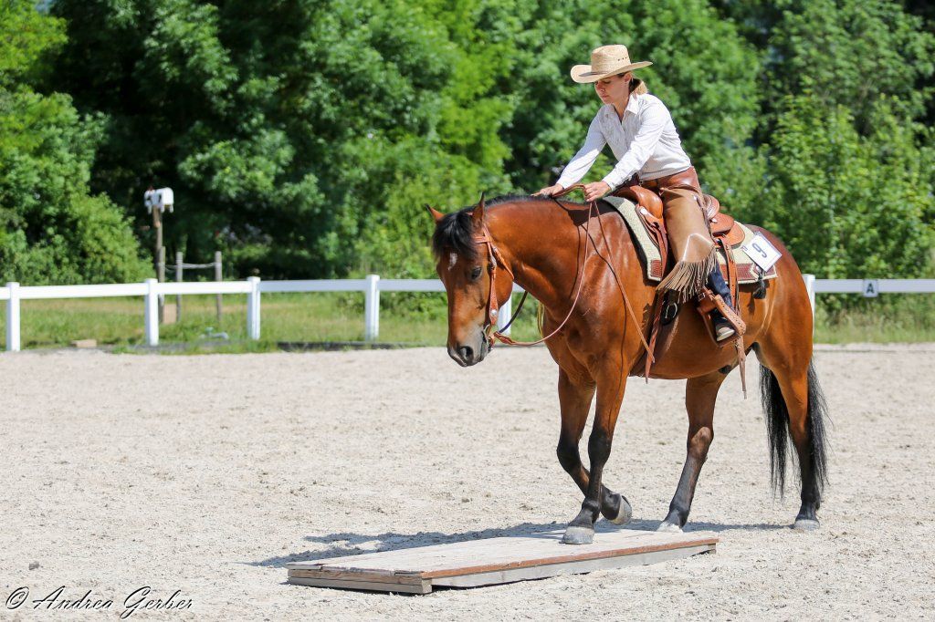Swiss Ranch Horse Association - SRHA