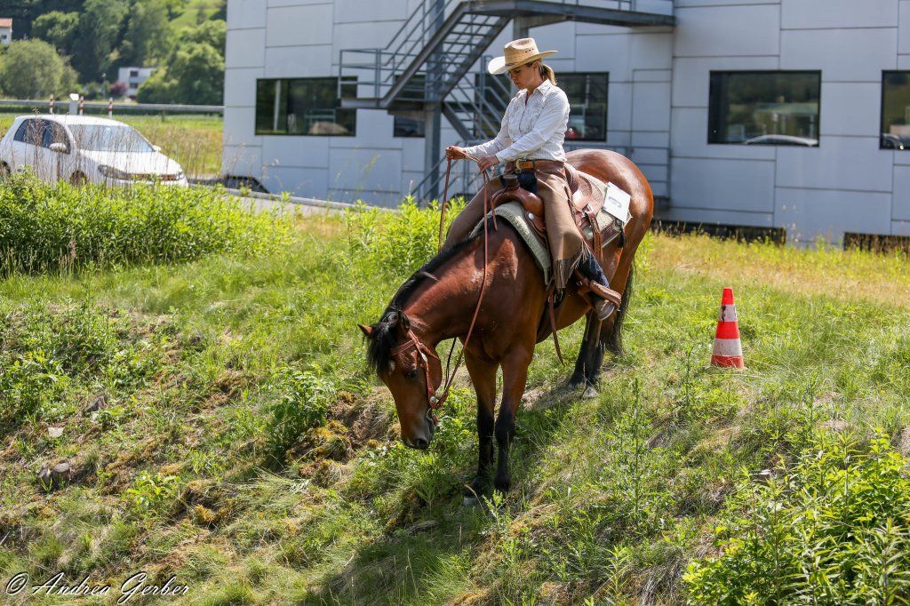 Swiss Ranch Horse Association - SRHA