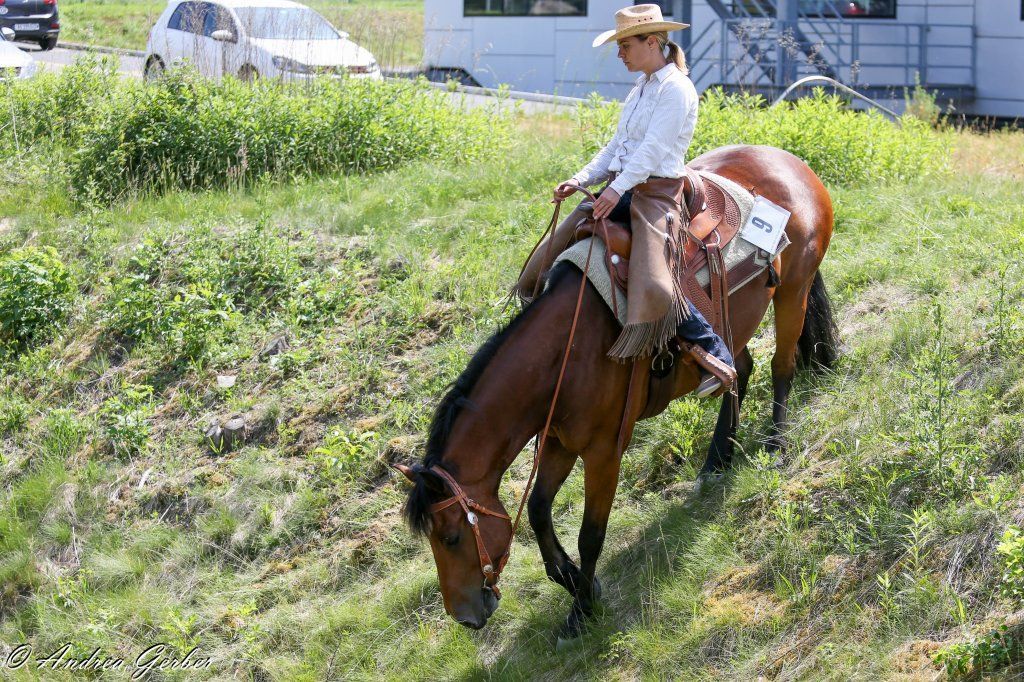 Swiss Ranch Horse Association - SRHA