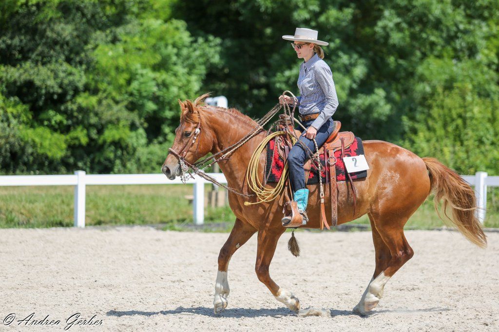Swiss Ranch Horse Association - SRHA