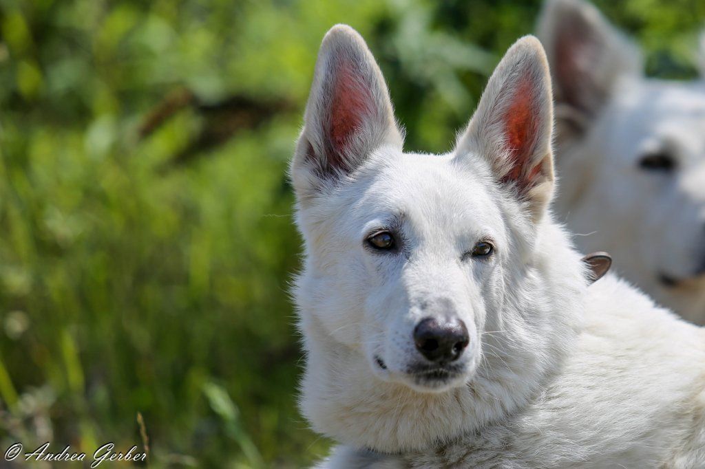 Swiss Ranch Horse Association - SRHA