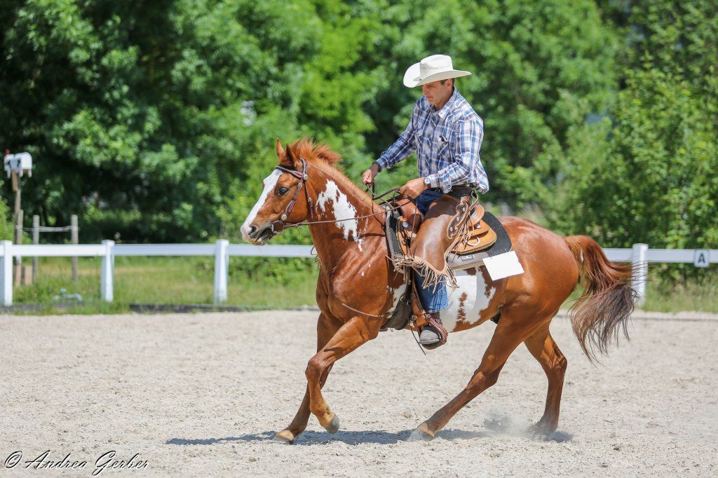 Swiss Ranch Horse Association - SRHA