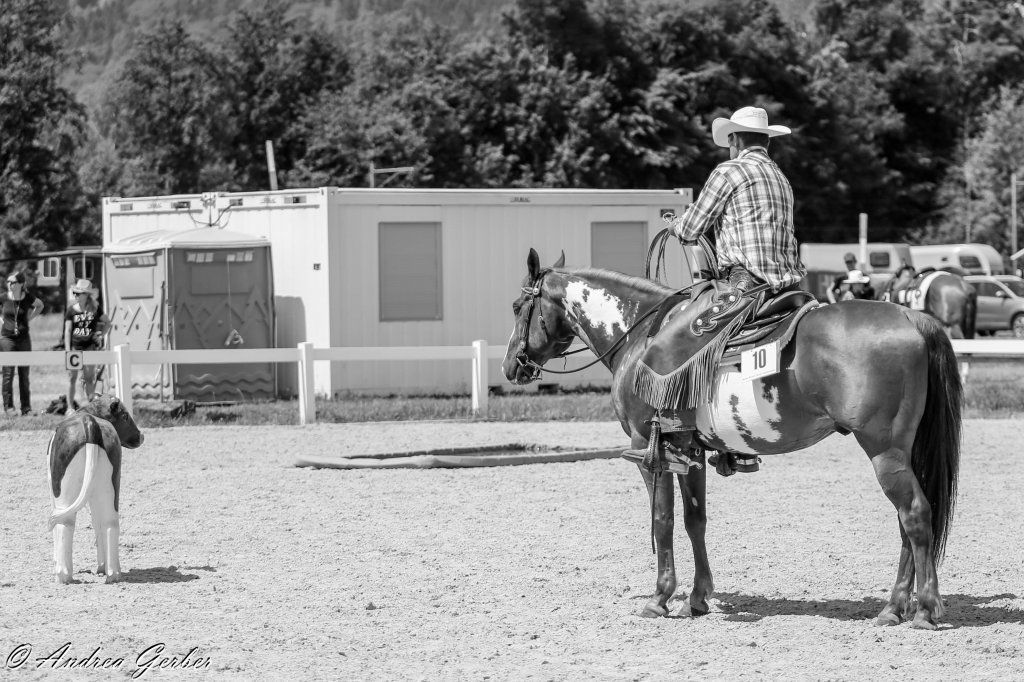 Swiss Ranch Horse Association - SRHA