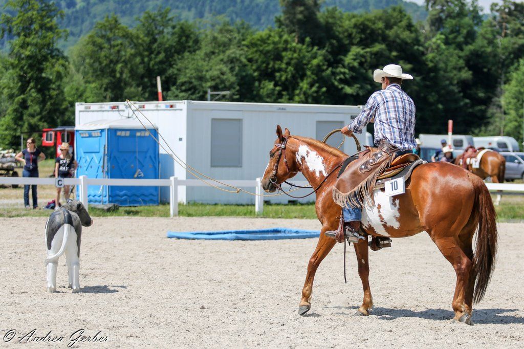 Swiss Ranch Horse Association - SRHA
