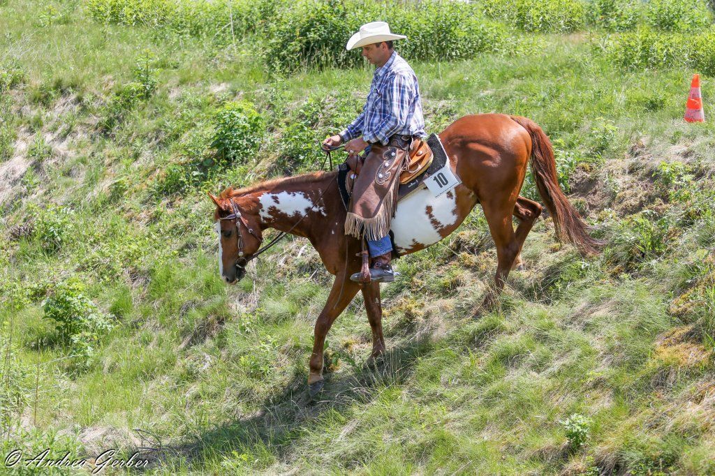 Swiss Ranch Horse Association - SRHA