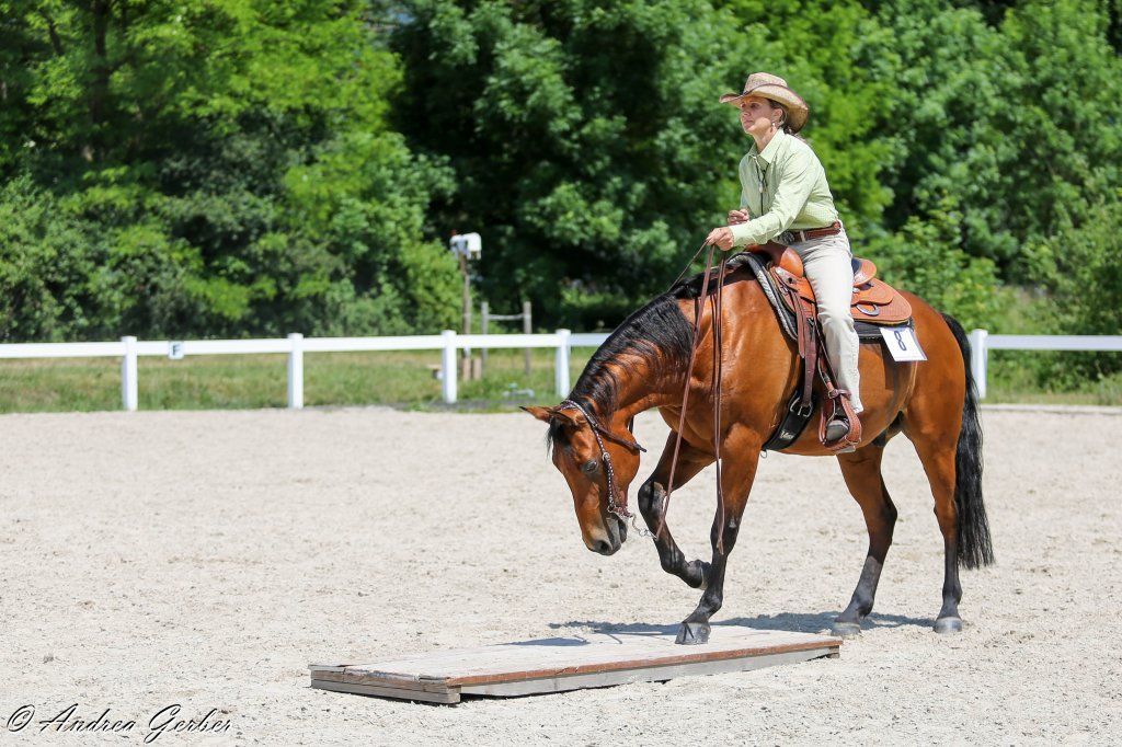 Swiss Ranch Horse Association - SRHA