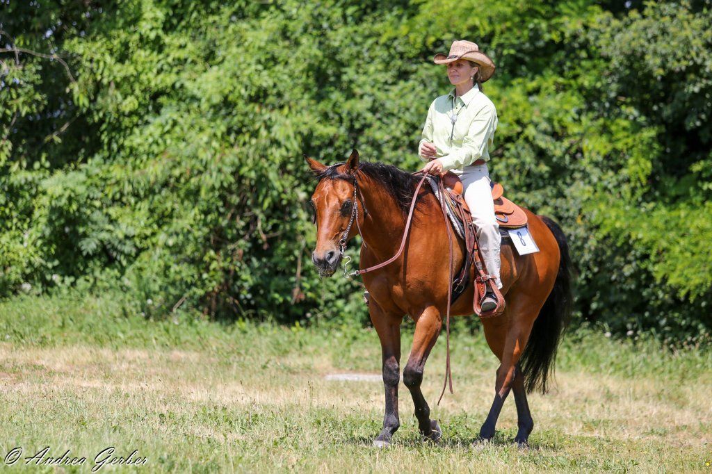Swiss Ranch Horse Association - SRHA