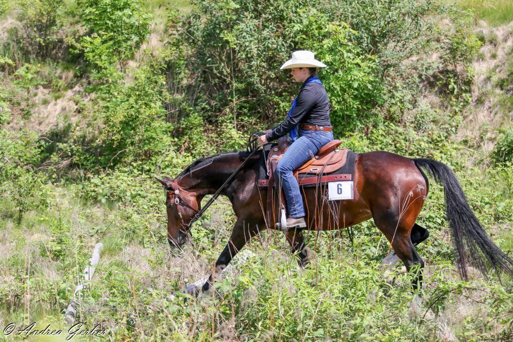 Swiss Ranch Horse Association - SRHA