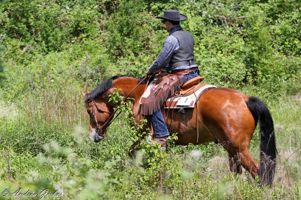 Swiss Ranch Horse Association - SRHA