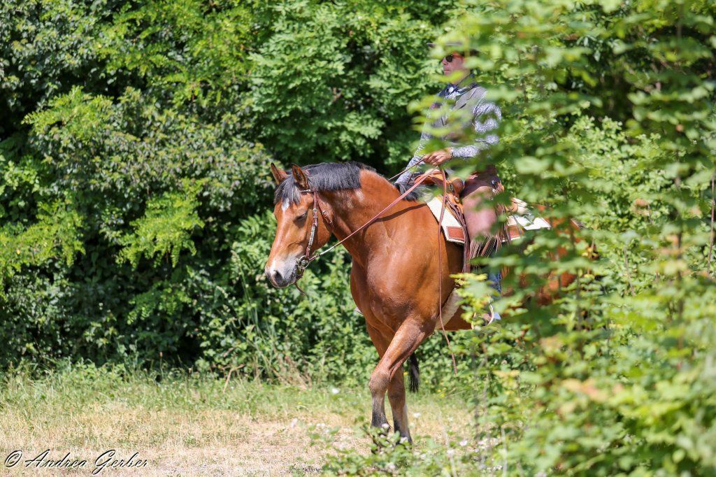 Swiss Ranch Horse Association - SRHA
