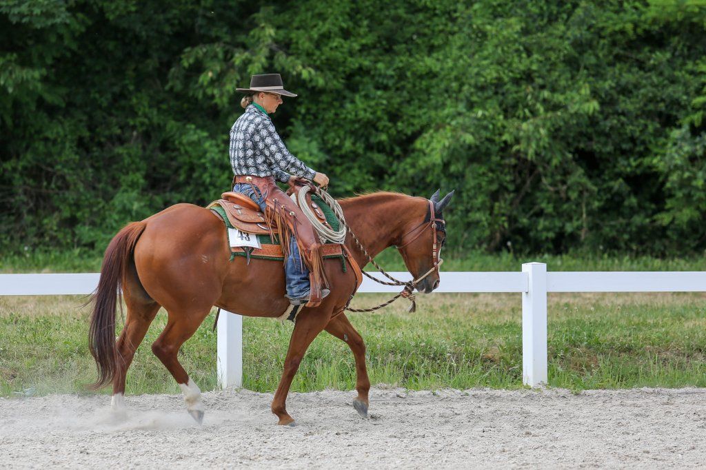 Swiss Ranch Horse Association - SRHA