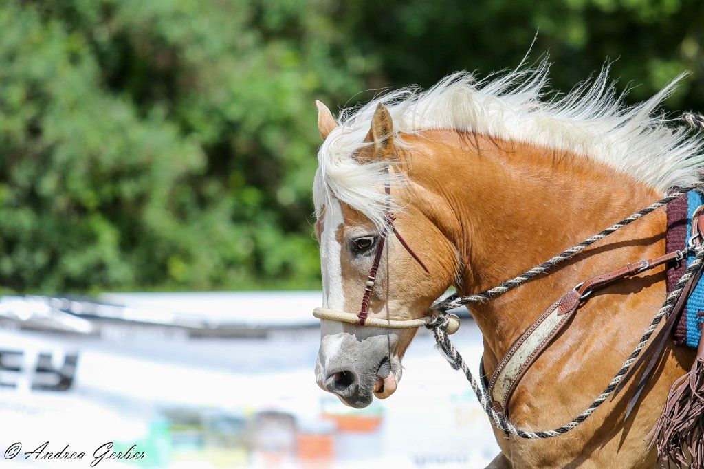 Swiss Ranch Horse Association - SRHA