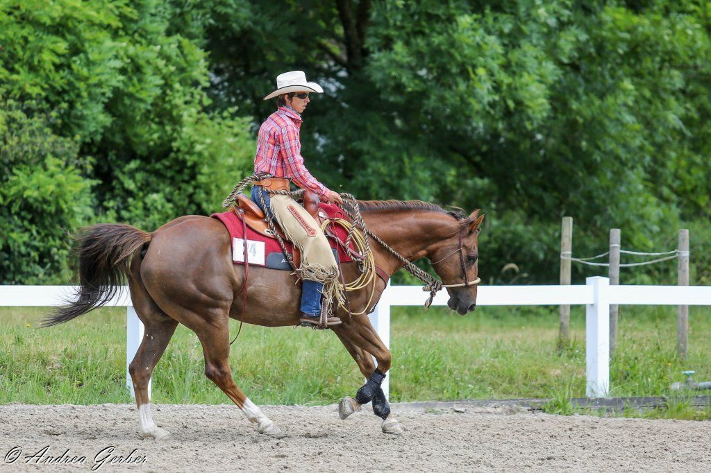 Swiss Ranch Horse Association - SRHA
