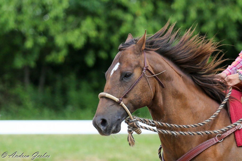 Swiss Ranch Horse Association - SRHA