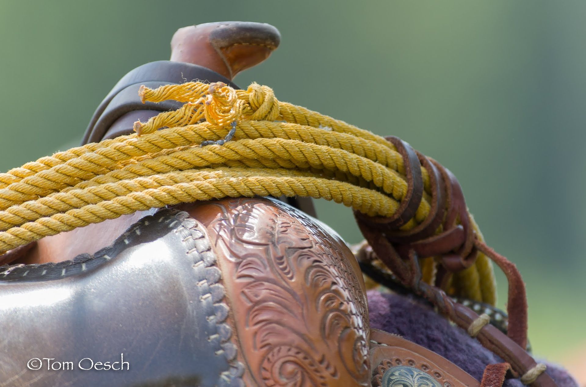 Swiss Ranch Horse Association - SRHA