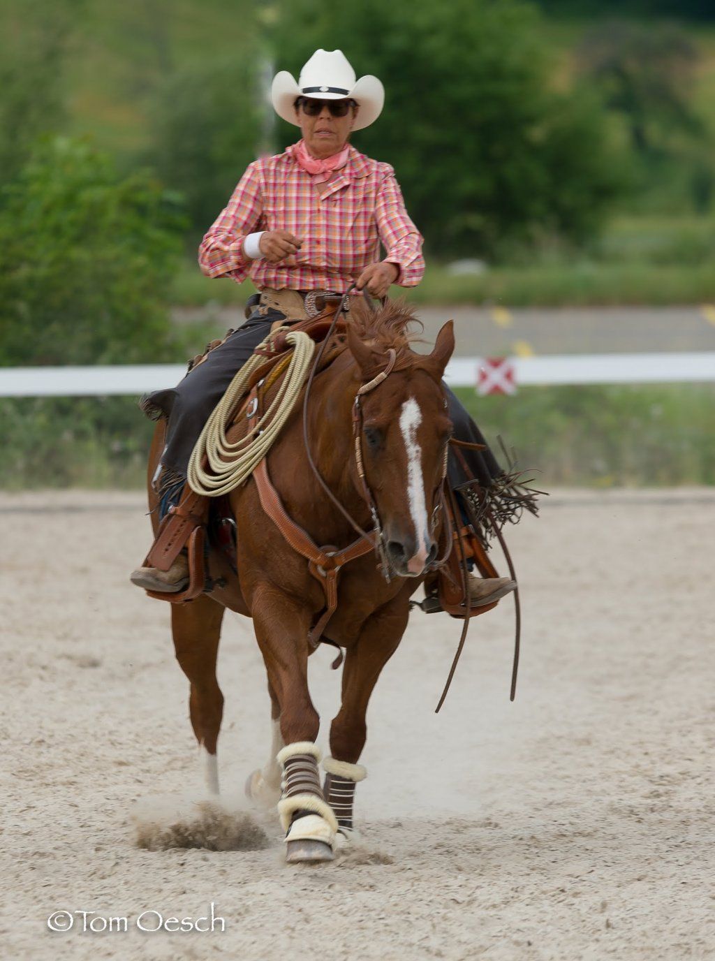 Swiss Ranch Horse Association - SRHA