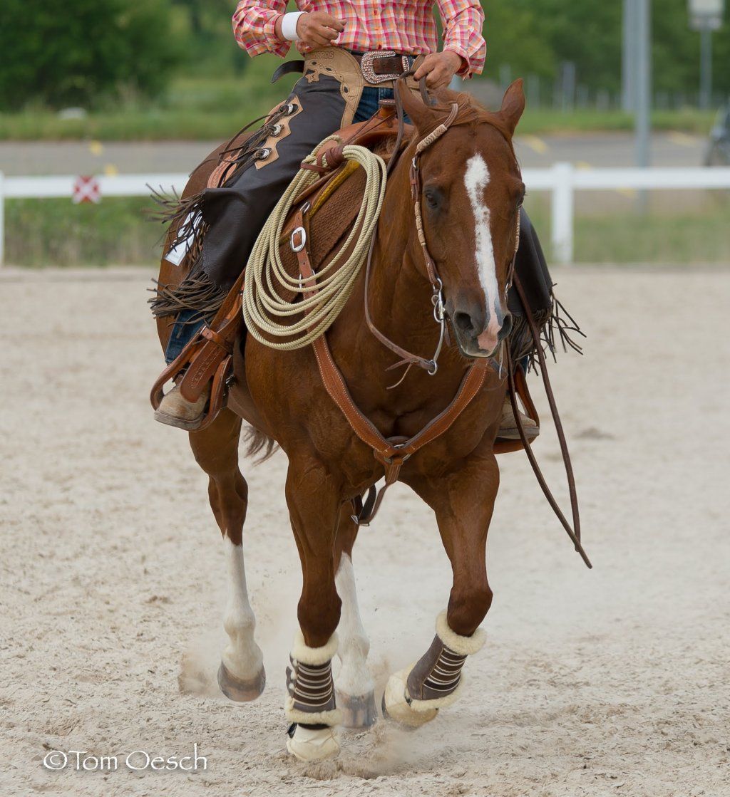 Swiss Ranch Horse Association - SRHA