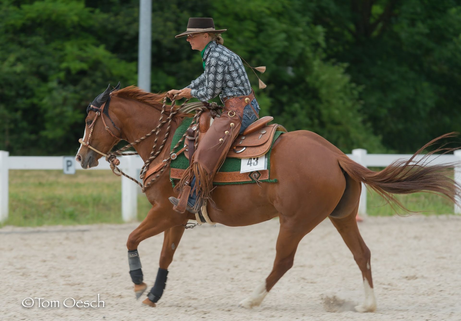 Swiss Ranch Horse Association - SRHA