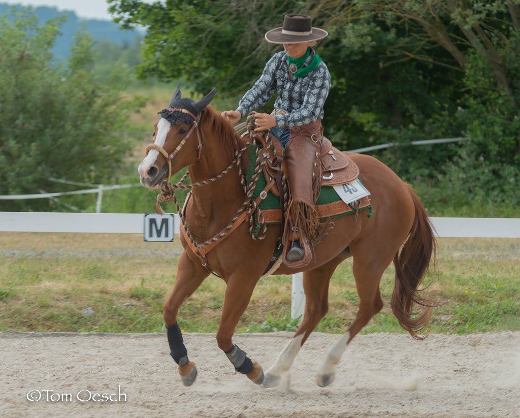 Swiss Ranch Horse Association - SRHA