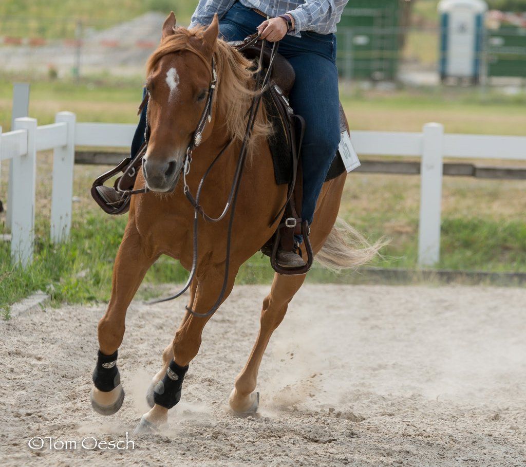 Swiss Ranch Horse Association - SRHA