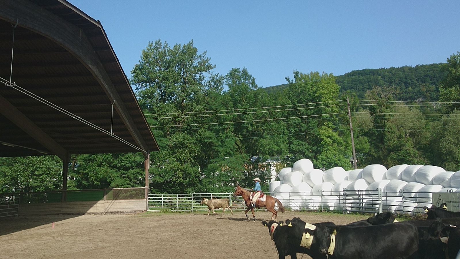 Swiss Ranch Horse Association - SRHA