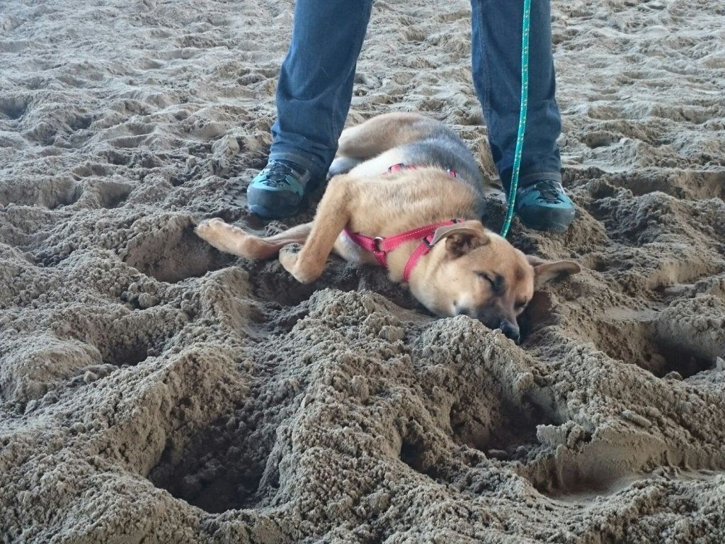 Swiss Ranch Horse Association - SRHA