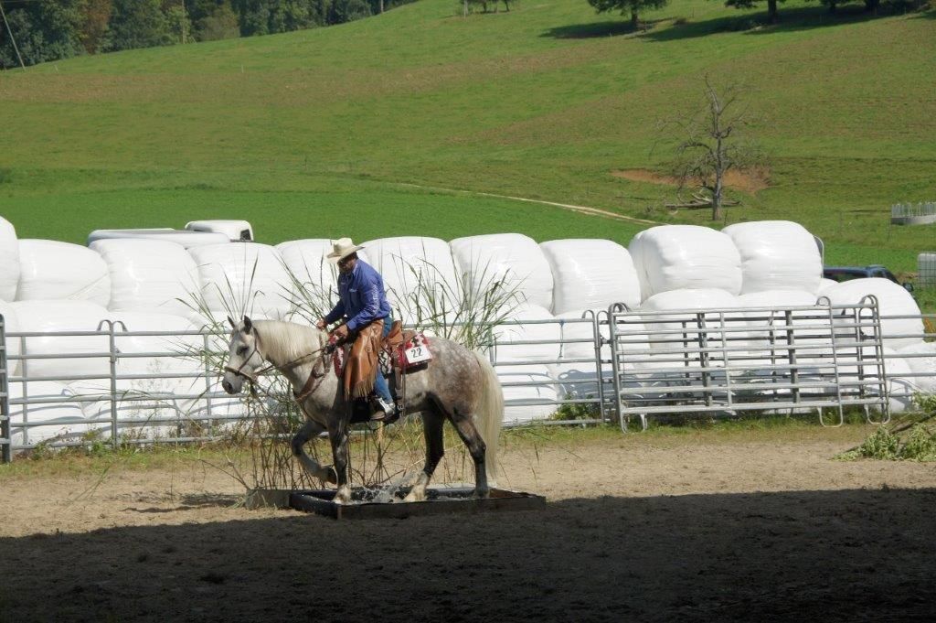 Swiss Ranch Horse Association - SRHA