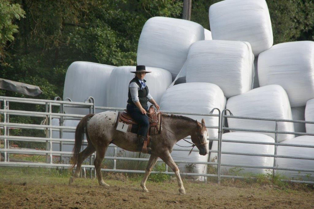 Swiss Ranch Horse Association - SRHA