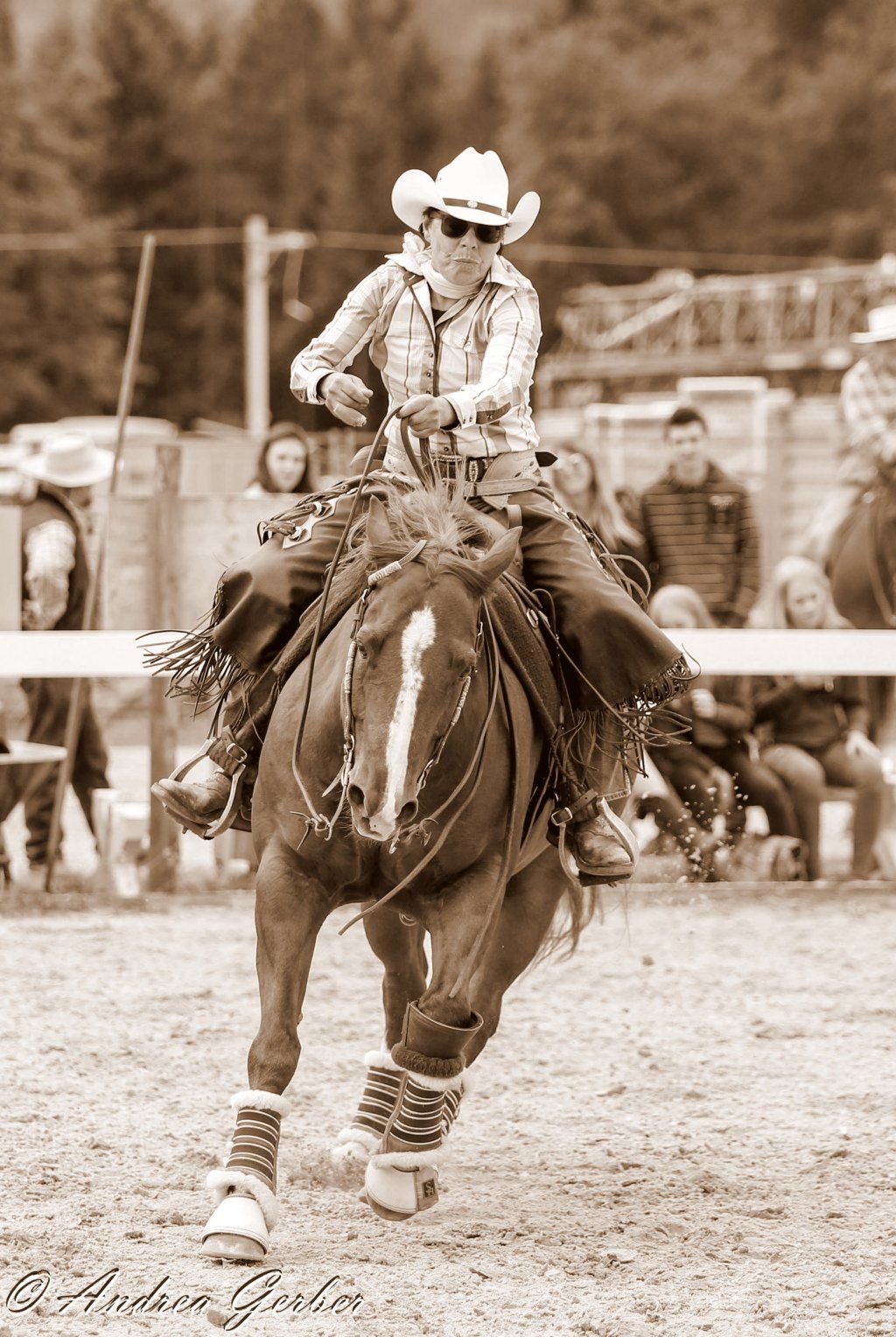 Swiss Ranch Horse Association - SRHA
