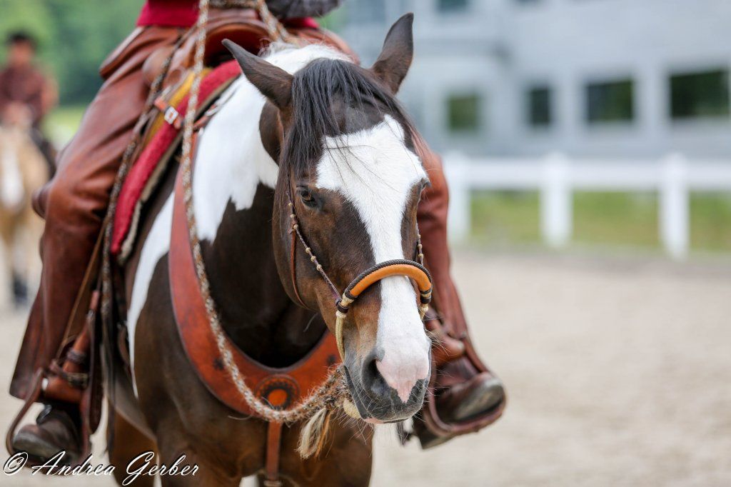 Swiss Ranch Horse Association - SRHA