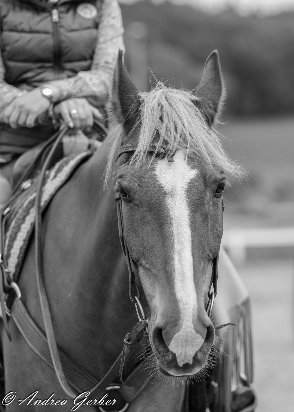 Swiss Ranch Horse Association - SRHA