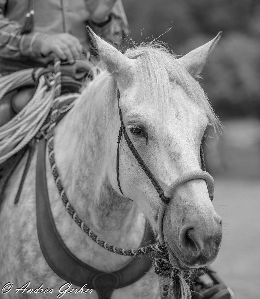 Swiss Ranch Horse Association - SRHA