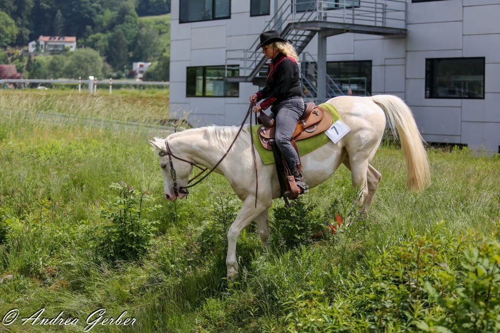 Swiss Ranch Horse Association - SRHA