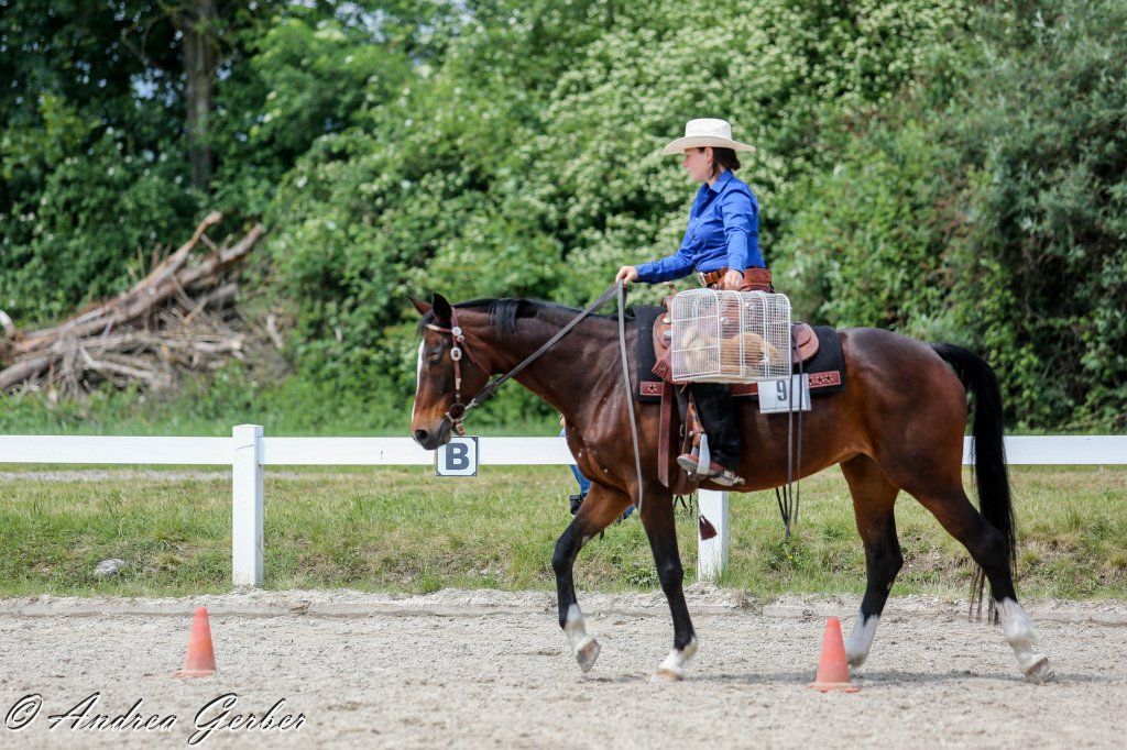 Swiss Ranch Horse Association - SRHA