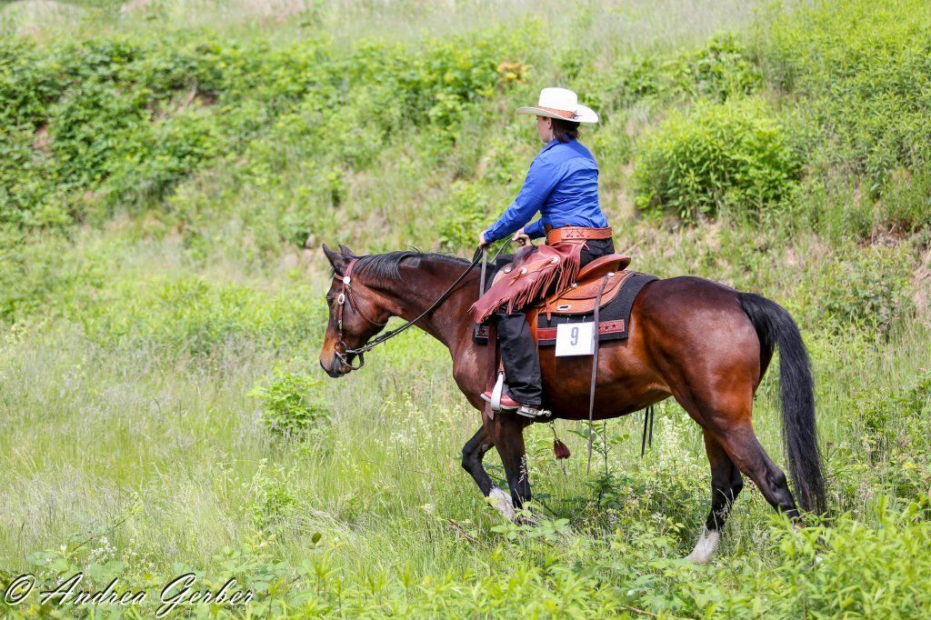 Swiss Ranch Horse Association - SRHA