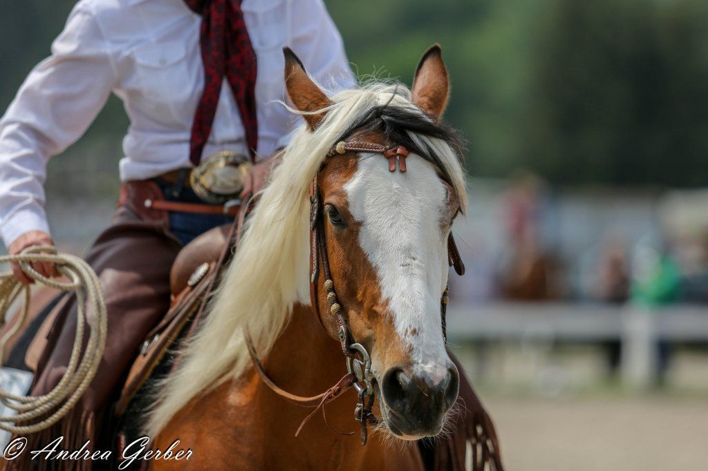Swiss Ranch Horse Association - SRHA