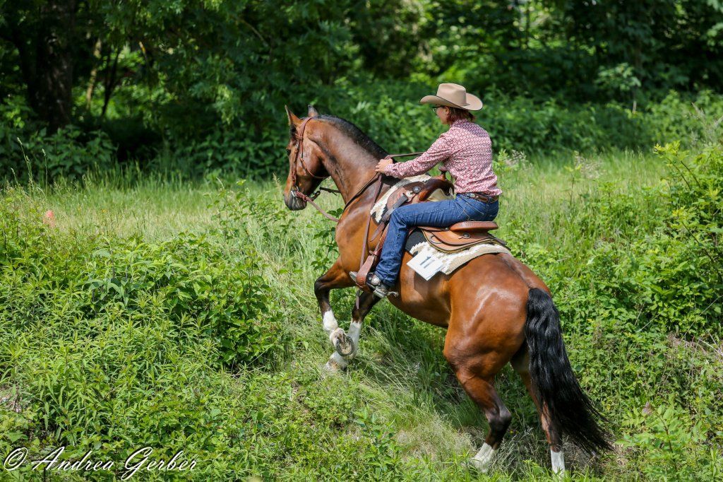 Swiss Ranch Horse Association - SRHA
