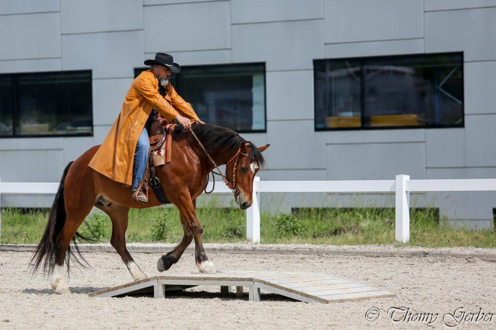 Swiss Ranch Horse Association - SRHA