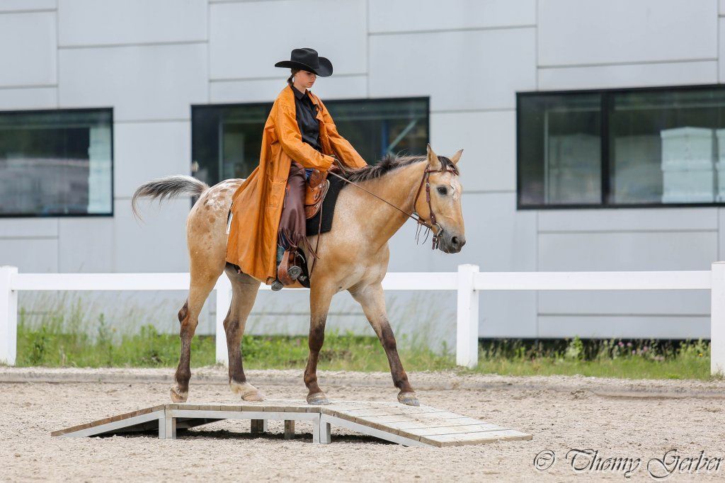 Swiss Ranch Horse Association - SRHA