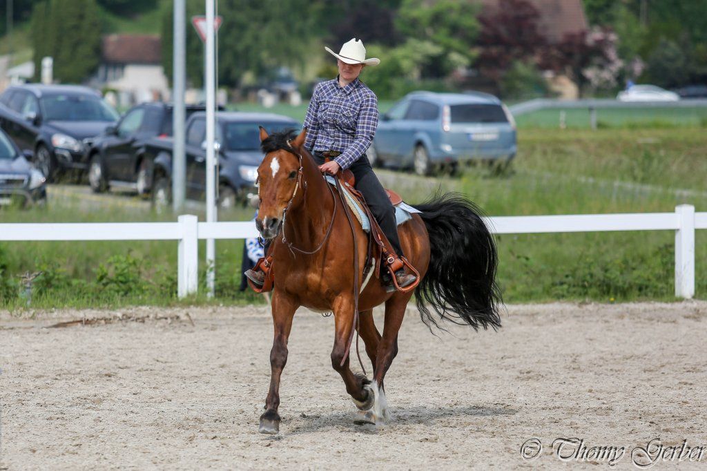 Swiss Ranch Horse Association - SRHA