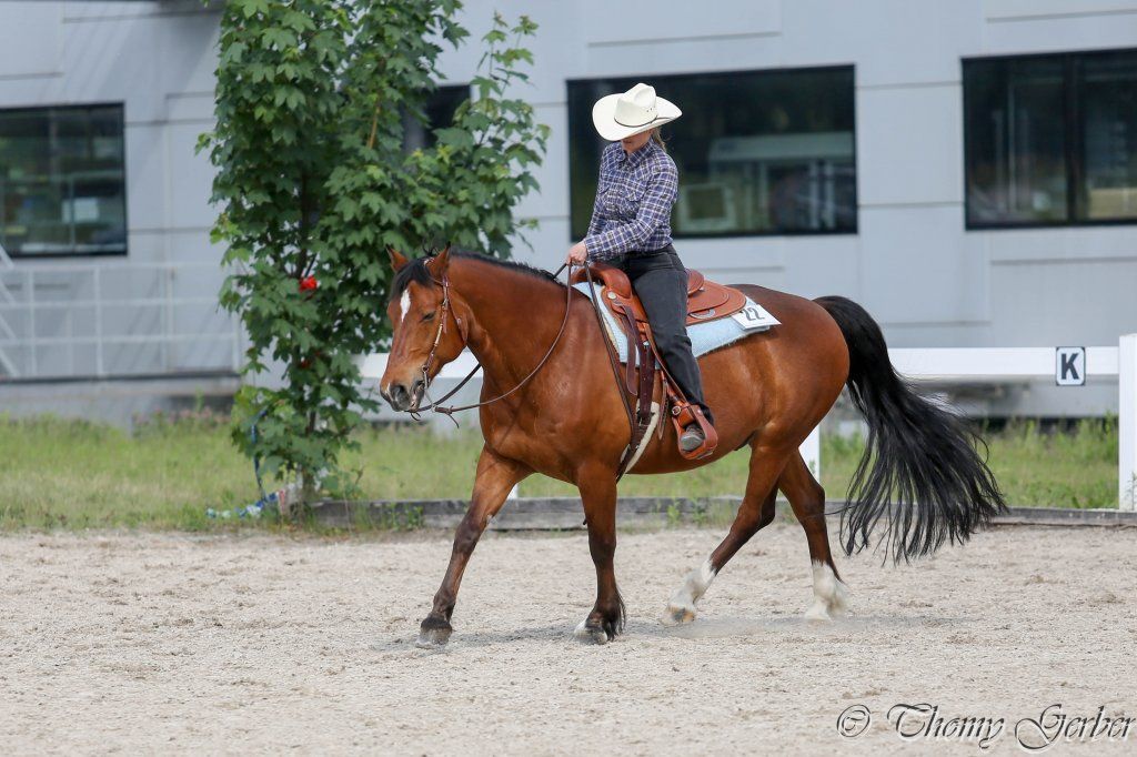 Swiss Ranch Horse Association - SRHA