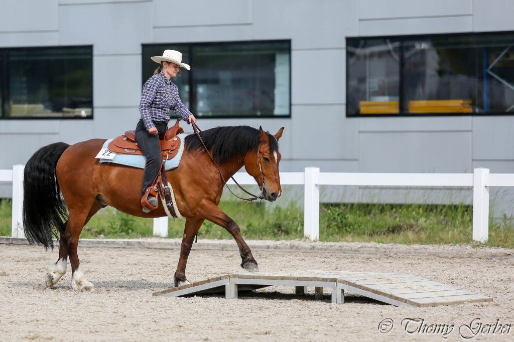 Swiss Ranch Horse Association - SRHA
