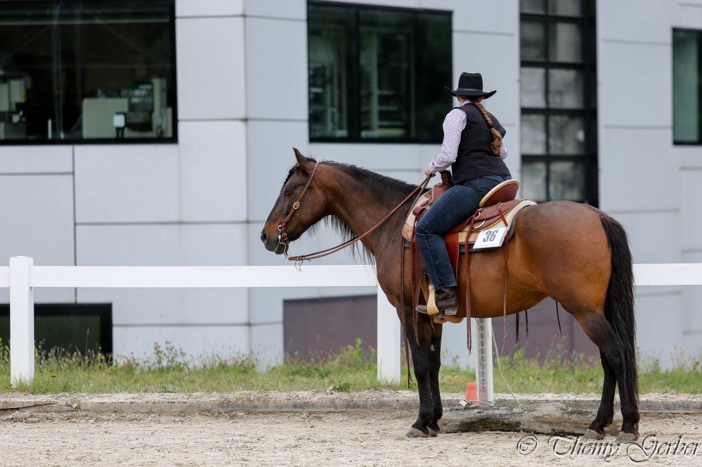 Swiss Ranch Horse Association - SRHA