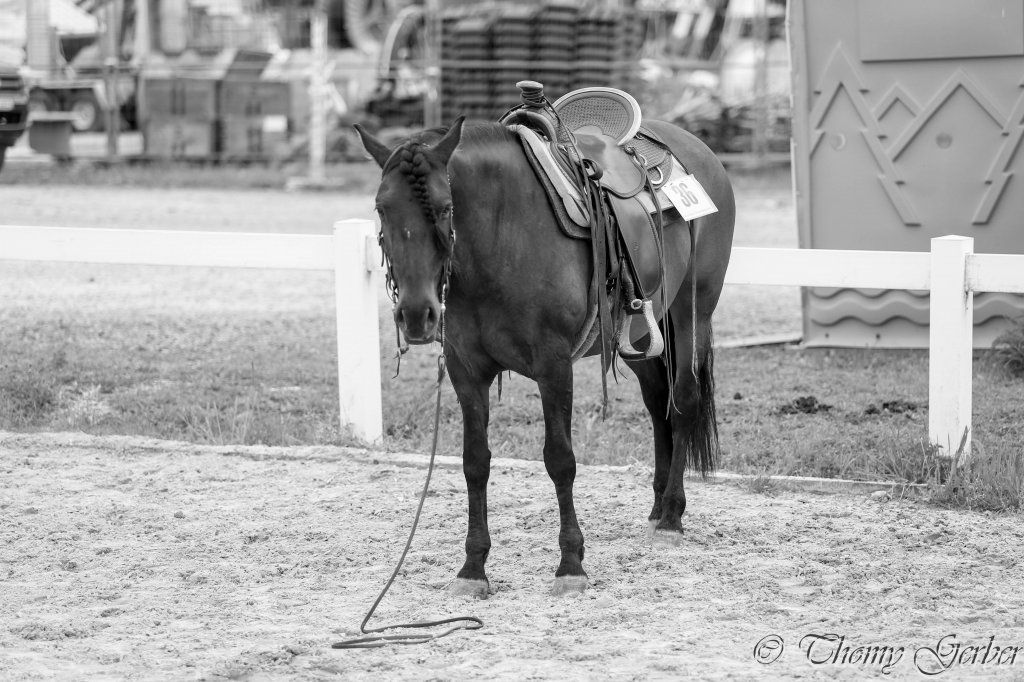 Swiss Ranch Horse Association - SRHA