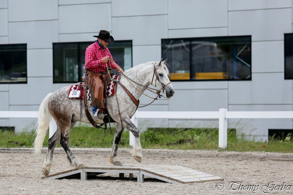 Swiss Ranch Horse Association - SRHA