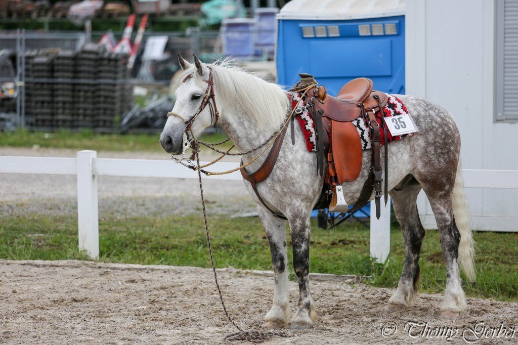 Swiss Ranch Horse Association - SRHA