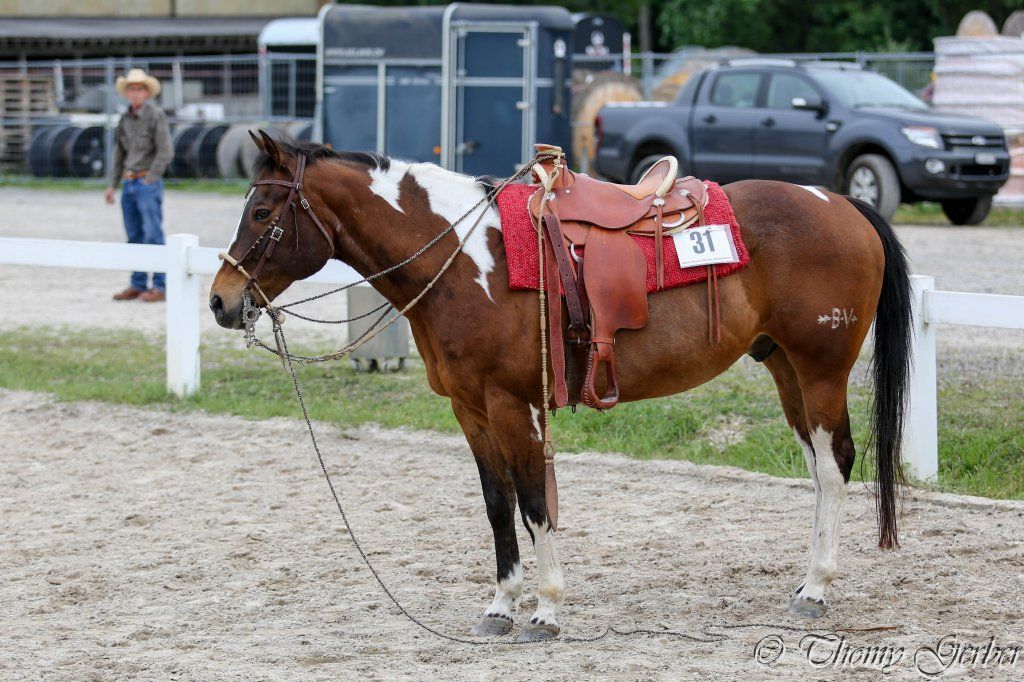 Swiss Ranch Horse Association - SRHA