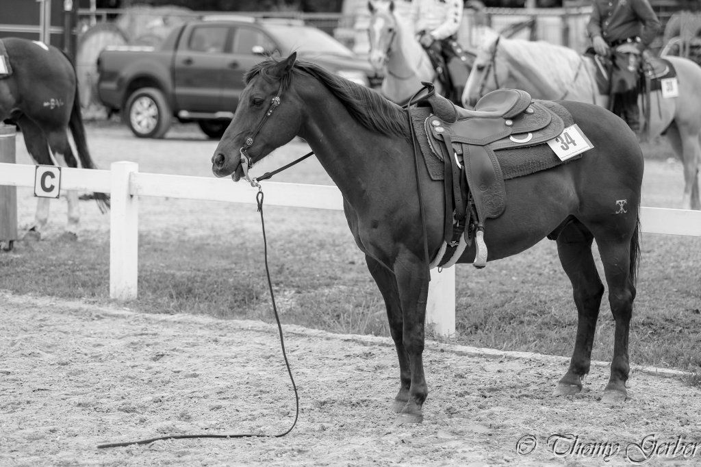 Swiss Ranch Horse Association - SRHA