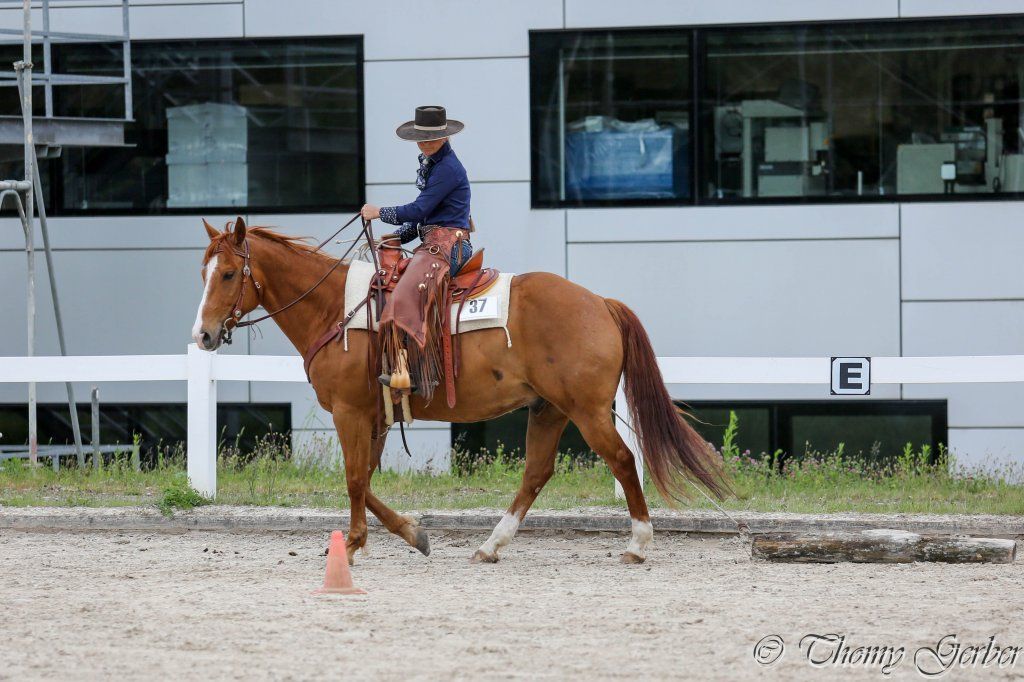 Swiss Ranch Horse Association - SRHA